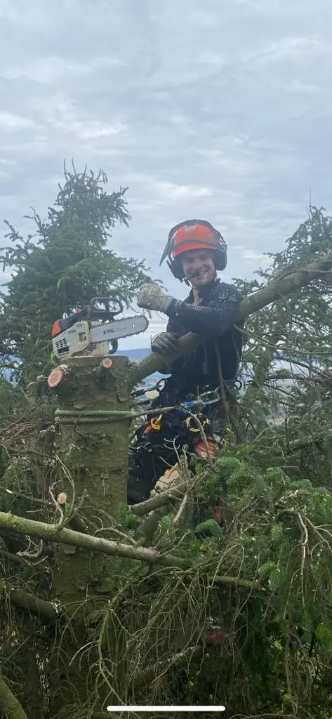 Livingston Tree Surgeon arborist cutting conifer branches with a chainsaw