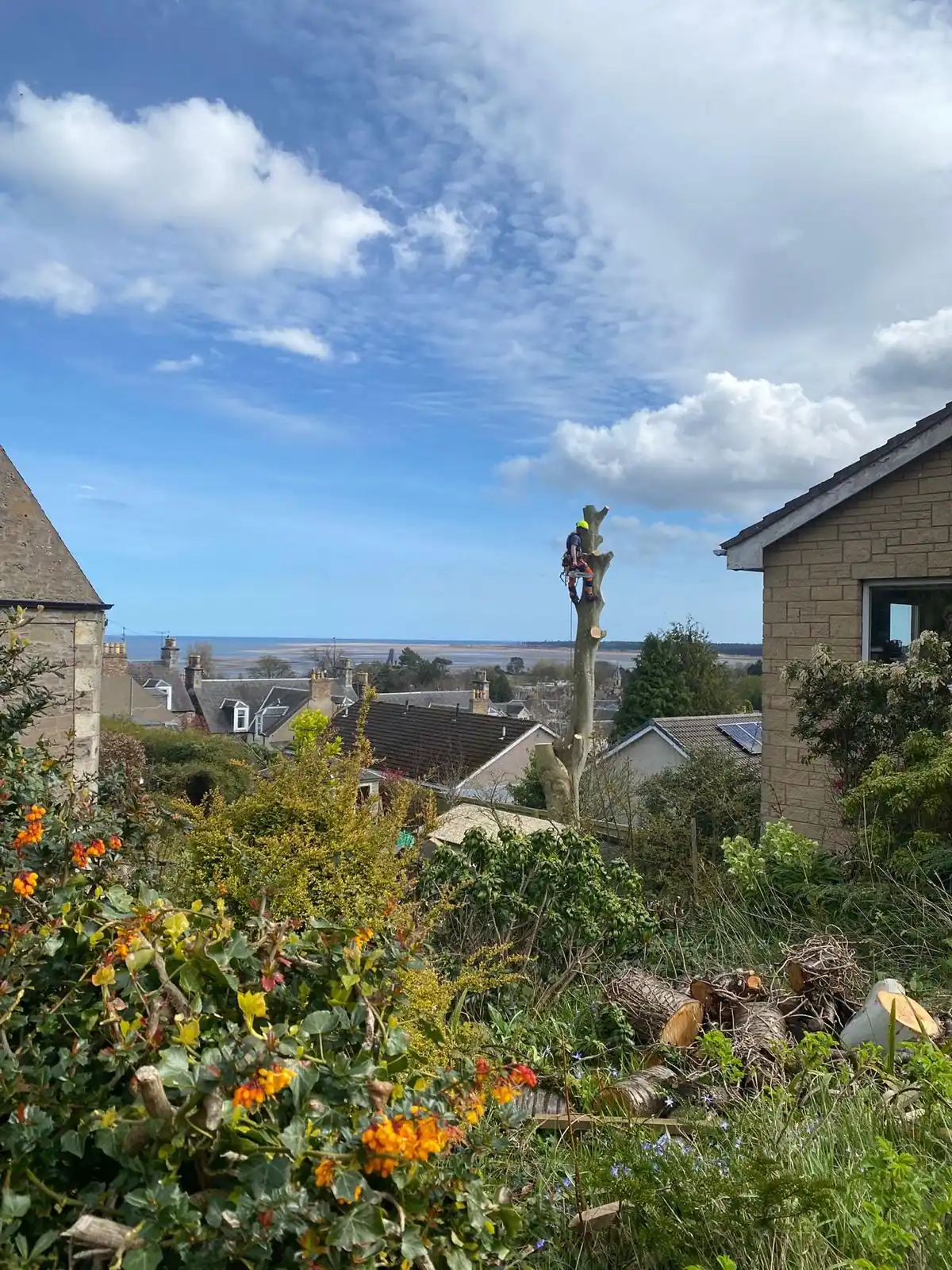 Livingston Tree Surgeon tree work